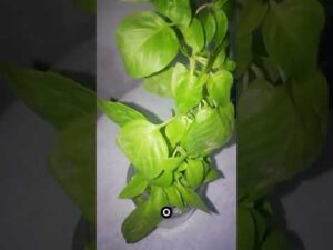 Benefícios do Manjericão